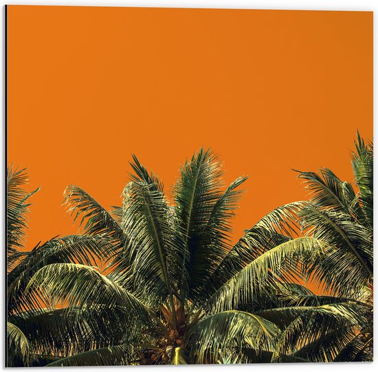 Dibond - Toppen van Palmbomen tegen Oranje Lucht - 50x50 cm Foto op Aluminium (Wanddecoratie van metaal)