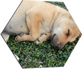 Dibond Hexagon - Slapende Bruine Puppy op Groene Kleine Planten - 60x52.2 cm Foto op Hexagon (Met Ophangsysteem)