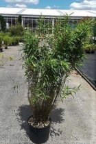 Fargesia murieliae 'Panda' - Bamboe 60-80 cm in 10 liter pot