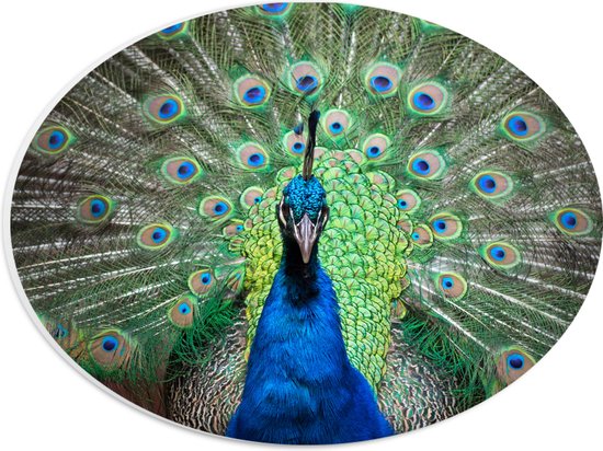 PVC Schuimplaat Ovaal - Close up van blauwe pauw met zijn veren omhoog - 28x21 cm Foto op Ovaal (Met Ophangsysteem)