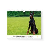 Huurdies - Dobermann Kalender - Jaarkalender 2024 - 35x24 - 300gms