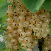 Witte aalbes - Ribes rubrum ‘Witte Parel’ - Struik 30-50 cm
