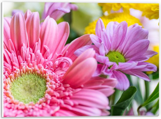 PVC Schuimplaat- Close-up van Gekleurde Roze Bloemen - 40x30 cm Foto op PVC Schuimplaat