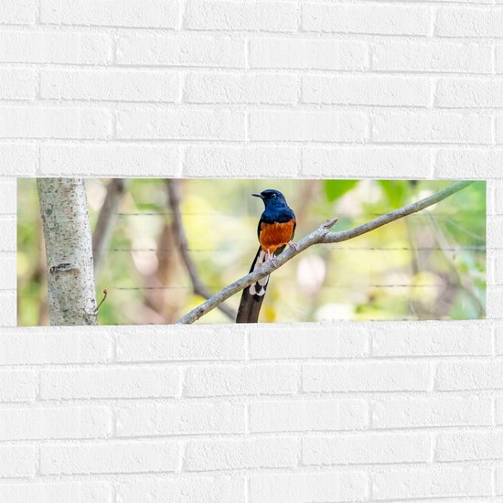 Muursticker - Blauw met Oranje Shamalijster Vogel zittend op Kleine Tak van Boom - 90x30 cm Foto op Muursticker