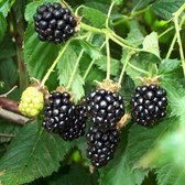 Doornloze braambes - Rubus ‘Black Satin’ - Struik 30-50 cm