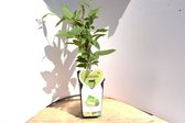 Zelfbestuivende kiwiplant - 50 cm hoog- Potgekweekt- professioneel telersras