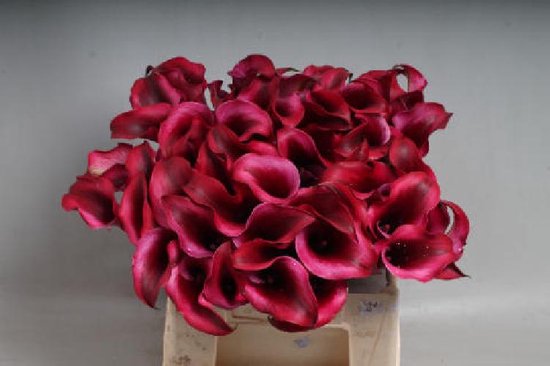 Calla Rudolph 40cm DutchFlowers - Boeket - 10x Calla rudolph 40cm | bol