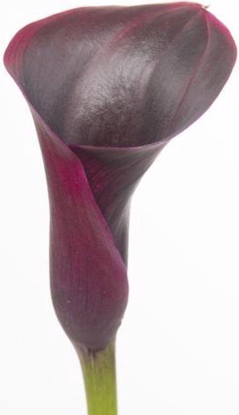 Calla Rudolph 40cm DutchFlowers - Boeket - 10x Calla rudolph 40cm | bol