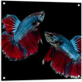 Tuinposter – Rood met Blauwe Siamese Vissen tegen Zwarte Achtergrond - 80x80 cm Foto op Tuinposter (wanddecoratie voor buiten en binnen)