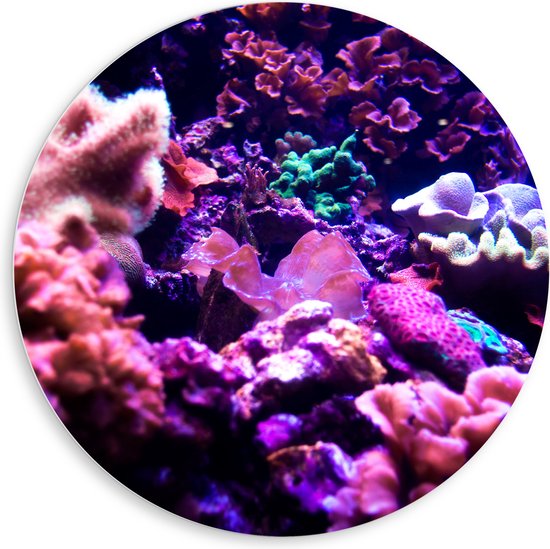 PVC Schuimplaat Muurcirkel - Koraal - Onderwaterleven - Dier - Zee - Oceaan - Kleuren - 80x80 cm Foto op Muurcirkel (met ophangsysteem)
