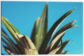 Dibond - Bladeren van Ananas met Blauwe Achtergrond - 60x40 cm Foto op Aluminium (Met Ophangsysteem)