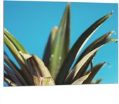 Dibond - Bladeren van Ananas met Blauwe Achtergrond - 100x75 cm Foto op Aluminium (Met Ophangsysteem)