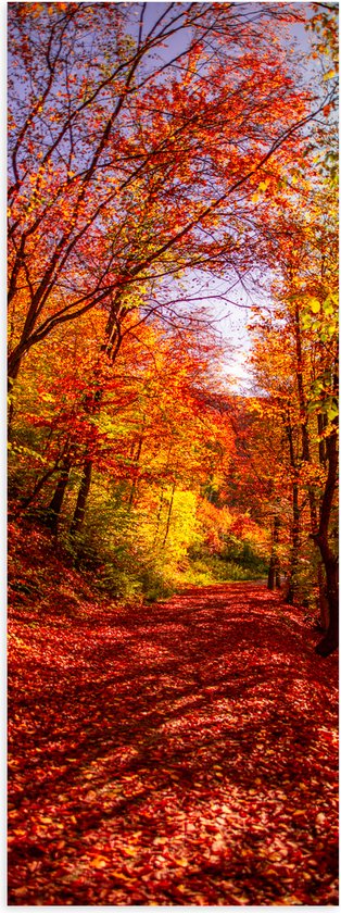 Poster Glanzend – Bospad Bedolven onder Rode Herfstbladeren in Herfstbos - 50x150 cm Foto op Posterpapier met Glanzende Afwerking