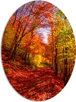 PVC Schuimplaat Ovaal - Bospad Bedolven onder Rode Herfstbladeren in Herfstbos - 72x96 cm Foto op Ovaal (Met Ophangsysteem)