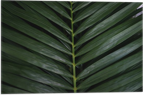 Vlag - Close-up van Donkergroene Bladeren van Palmboom - 60x40 cm Foto op Polyester Vlag