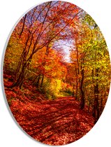 PVC Schuimplaat Ovaal - Bospad Bedolven onder Rode Herfstbladeren in Herfstbos - 21x28 cm Foto op Ovaal (Met Ophangsysteem)