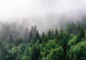 Fotobehang - Vlies Behang - Dennenbos in de Mist - Bos - 368 x 280 cm