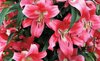 Fotobehang - Vlies Behang - Rode Lelies - Rode Bloemen - 312 x 219 cm
