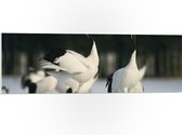 PVC Schuimplaat - Fluitende Kraanvogels in landschap Vol met Sneeuw - 90x30 cm Foto op PVC Schuimplaat (Met Ophangsysteem)