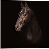 Acrylglas - Donkerbruin Paard met Witte Bles in Donkere Omgeving - 50x50 cm Foto op Acrylglas (Met Ophangsysteem)