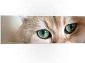 PVC Schuimplaat- Glurende Liggende Beige Kat met Groene Ogen - 90x30 cm Foto op PVC Schuimplaat