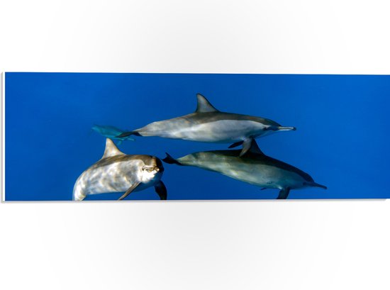 PVC Schuimplaat- Groep Dolfijnen Zwemmend door de Grote Oceaan - 60x20 cm Foto op PVC Schuimplaat