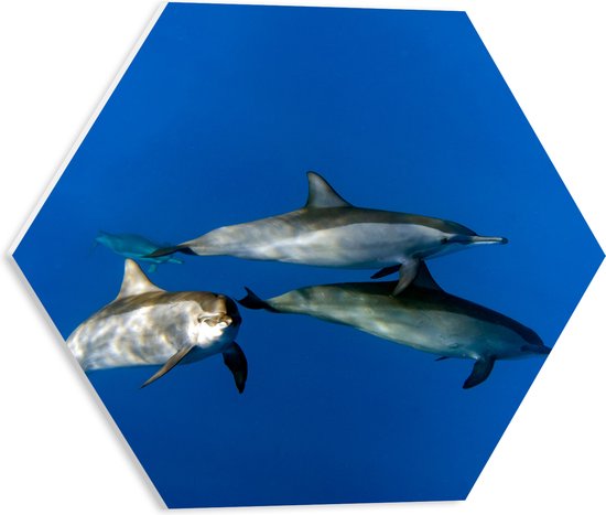 PVC Schuimplaat Hexagon - Groep Dolfijnen Zwemmend door de Grote Oceaan - 40x34.8 cm Foto op Hexagon (Met Ophangsysteem)