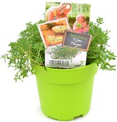 Tijm - 2 kruidenplanten - Thymus Vulgaris - groene pot (Ø13cm)