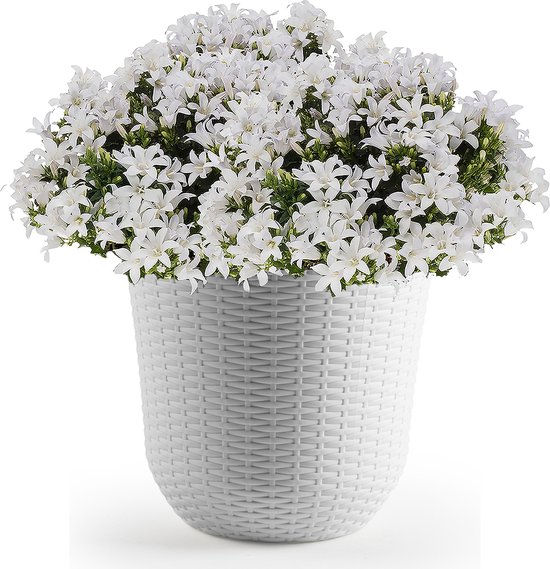 1x Jardinières / pots de fleurs blanc ivoire 25 cm - Maison / accessoires  de jardin /... | bol