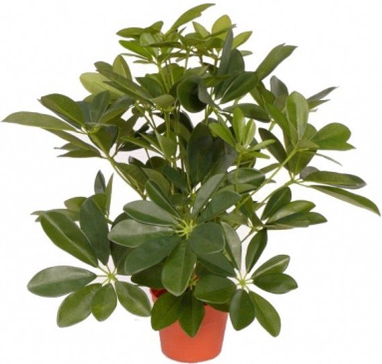 Kunstplant schefflera/baby struik 55 cm - groene kunstplanten kamerplanten