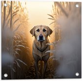 Tuinposter – Lichtbruine Hond tussen de Hoge Grassen in Weiland - 50x50 cm Foto op Tuinposter (wanddecoratie voor buiten en binnen)