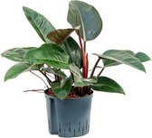 Hydroplant Philodendron Red Congo