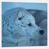 Muursticker - Ondergesneeuwde Wolf tijdens Sneeuwstorm - 80x80 cm Foto op Muursticker