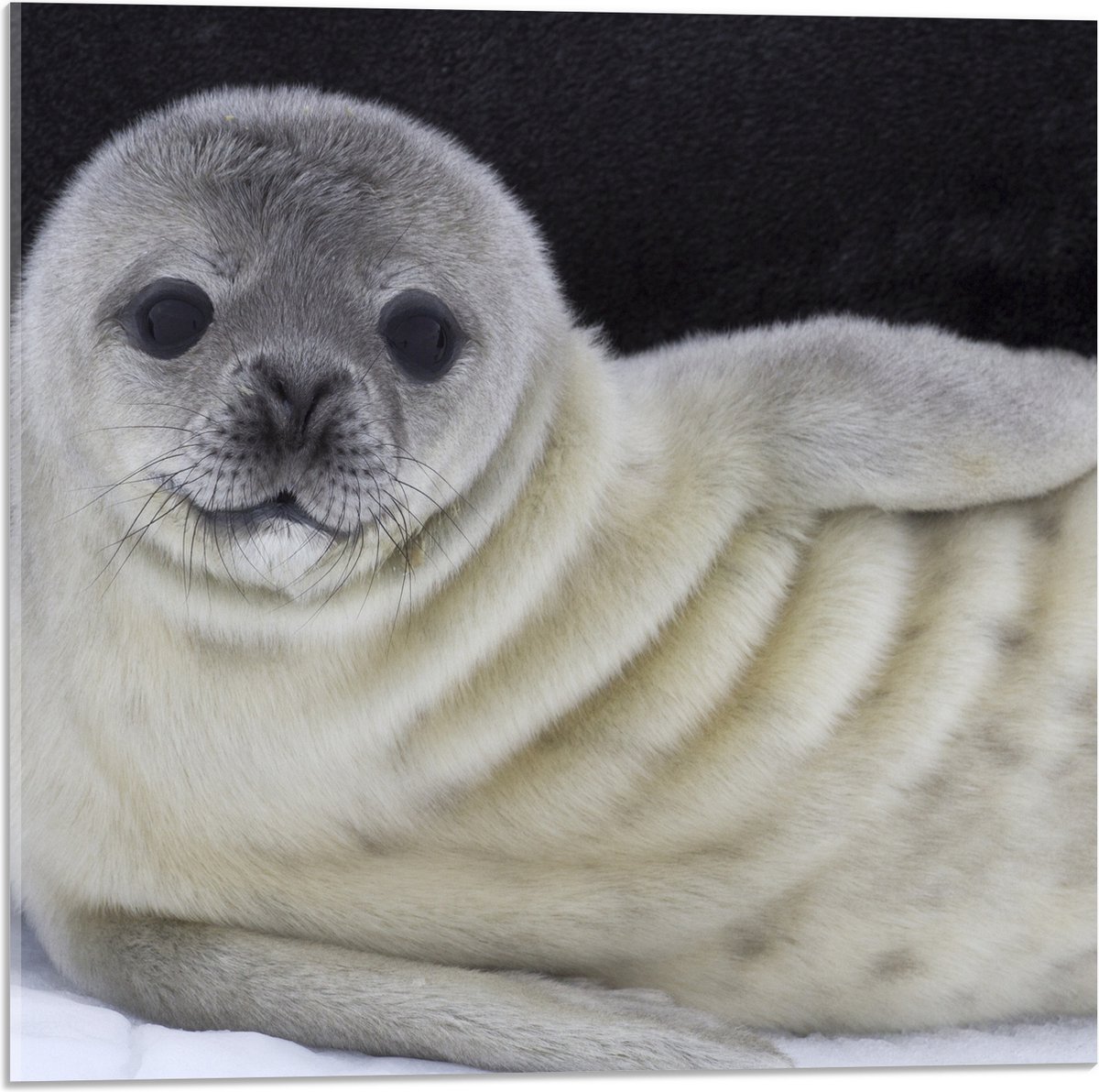 Acrylglas - Liggende Poserende Baby Zeehond - 50x50 cm Foto op Acrylglas (Wanddecoratie op Acrylaat)