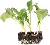 ferm living plant box dunkelgrau Plant Box | Eleganter Pflanzenkasten in Hellgrau