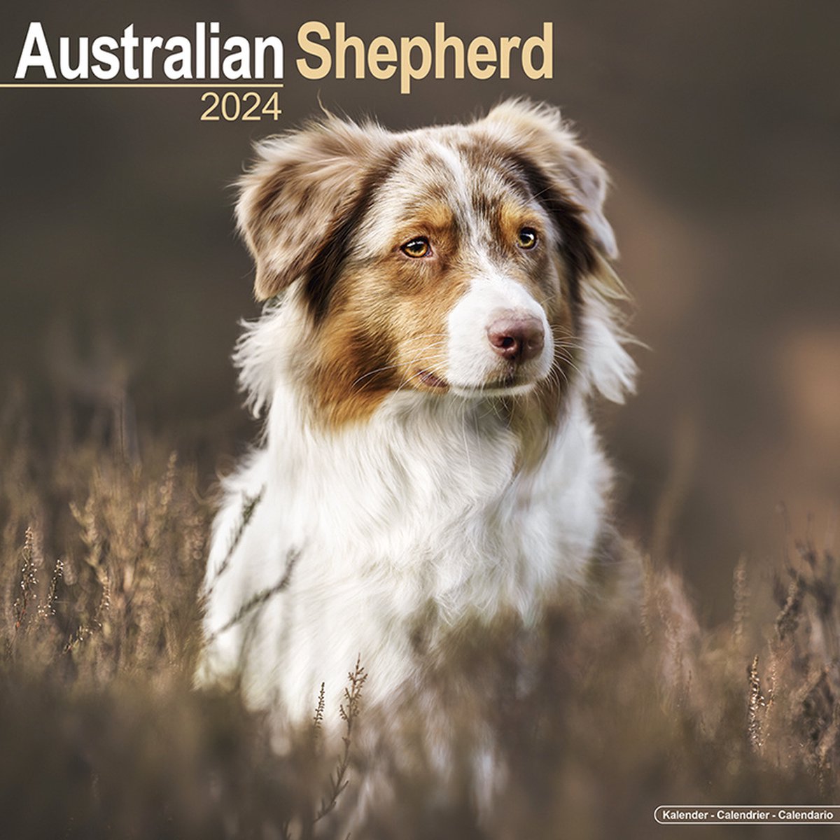 Australian Shepherd Kalender 2024