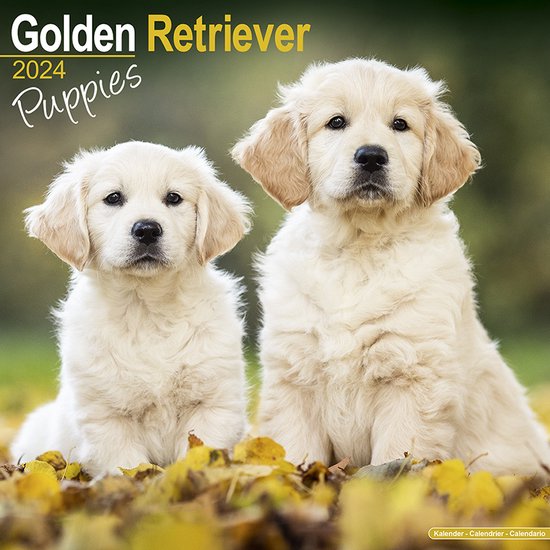 Golden Retriever Kalender Puppies 2024 Bol   550x550 