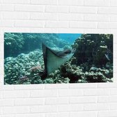 Muursticker - Rog Zwemmend langs het Koraal op de Bodem van de Zee - 100x50 cm Foto op Muursticker