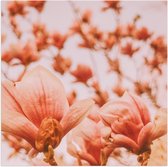 Poster (Mat) - Bloemen - Takken - Bomen - Planten - Natuur - 80x80 cm Foto op Posterpapier met een Matte look