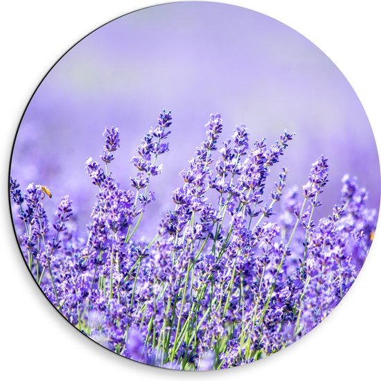 Dibond Muurcirkel - Veld Vol met Lavendelbloemen - 50x50 cm Foto op Aluminium Muurcirkel (met ophangsysteem)