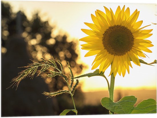 Vlag - Bloem - Zonnebloem - Zon - 80x60 cm Foto op Polyester Vlag