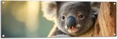 Tuinposter – Aandoenlijke Koala van Achter Boom - 120x40 cm Foto op Tuinposter (wanddecoratie voor buiten en binnen)