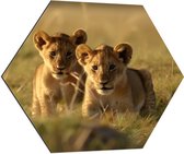 Dibond Hexagon - Twee Aankijkende Leeuwenwelpjes in het Afrikaanse Landschap - 70x60.9 cm Foto op Hexagon (Met Ophangsysteem)