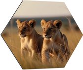 Dibond Hexagon - Twee Leeuwenwelpjes in het Afrikaanse Landschap - 60x52.2 cm Foto op Hexagon (Met Ophangsysteem)