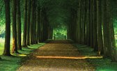 Papier peint photo Polaire | Forêt, Nature | Vert | 368x254cm (lxh)