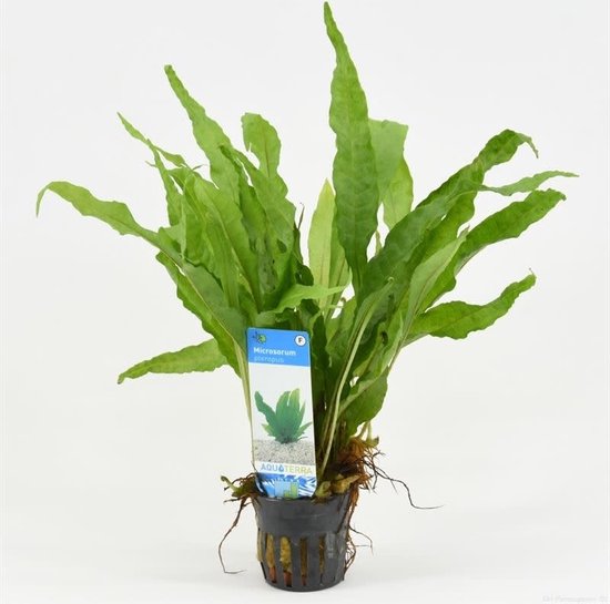 Microsorum Pteropus Javavaren - Aquariumplant - Aqua Producten ...