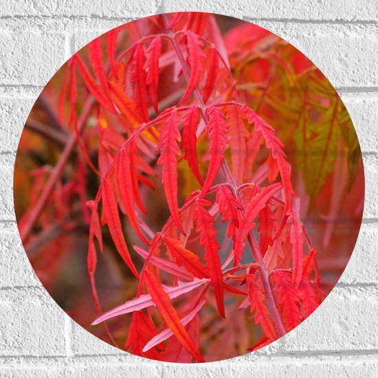 Muursticker Cirkel - Planten - Bladeren - Rood - Natuur - 40x40 cm Foto op Muursticker