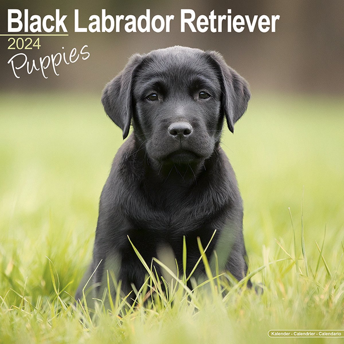 Labrador Retriever Zwart Puppies Kalender 2024