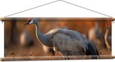 Textielposter - Kraan vogel loopt door natuur gebied heen met zijn groep op de achtergrond - 90x30 cm Foto op Textiel