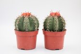 Ikhebeencactus | Set 2 stuks | Melocactus matanzanus | cactus | 10.5 cm pot | 15 cm hoog